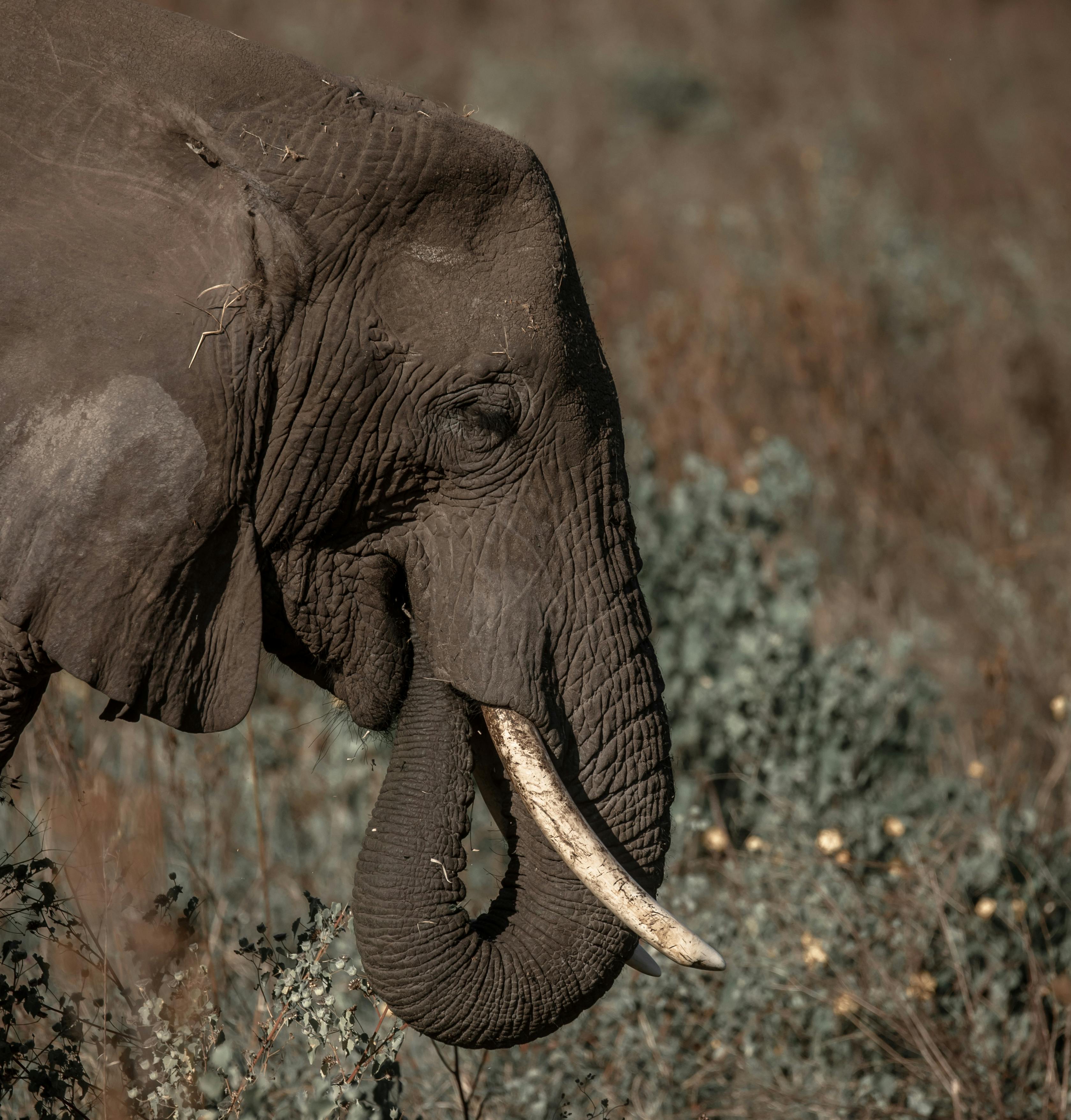 Tarangire